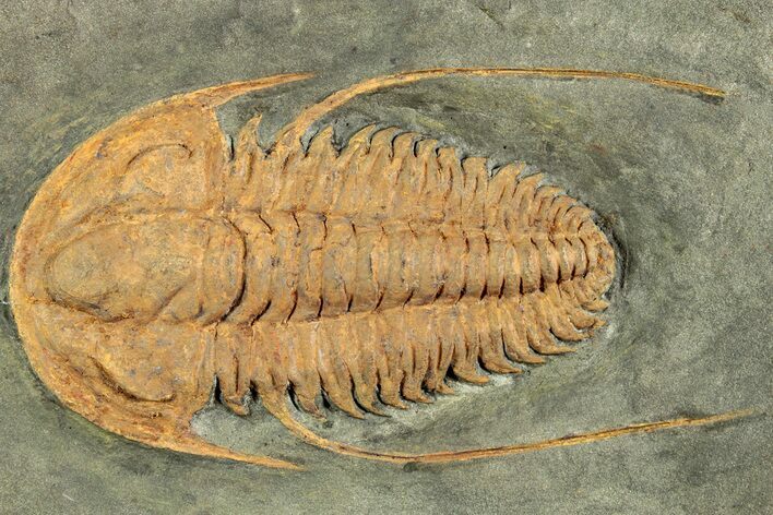 Cambrian Trilobite (Hamatolenus) - Tinjdad, Morocco #229604